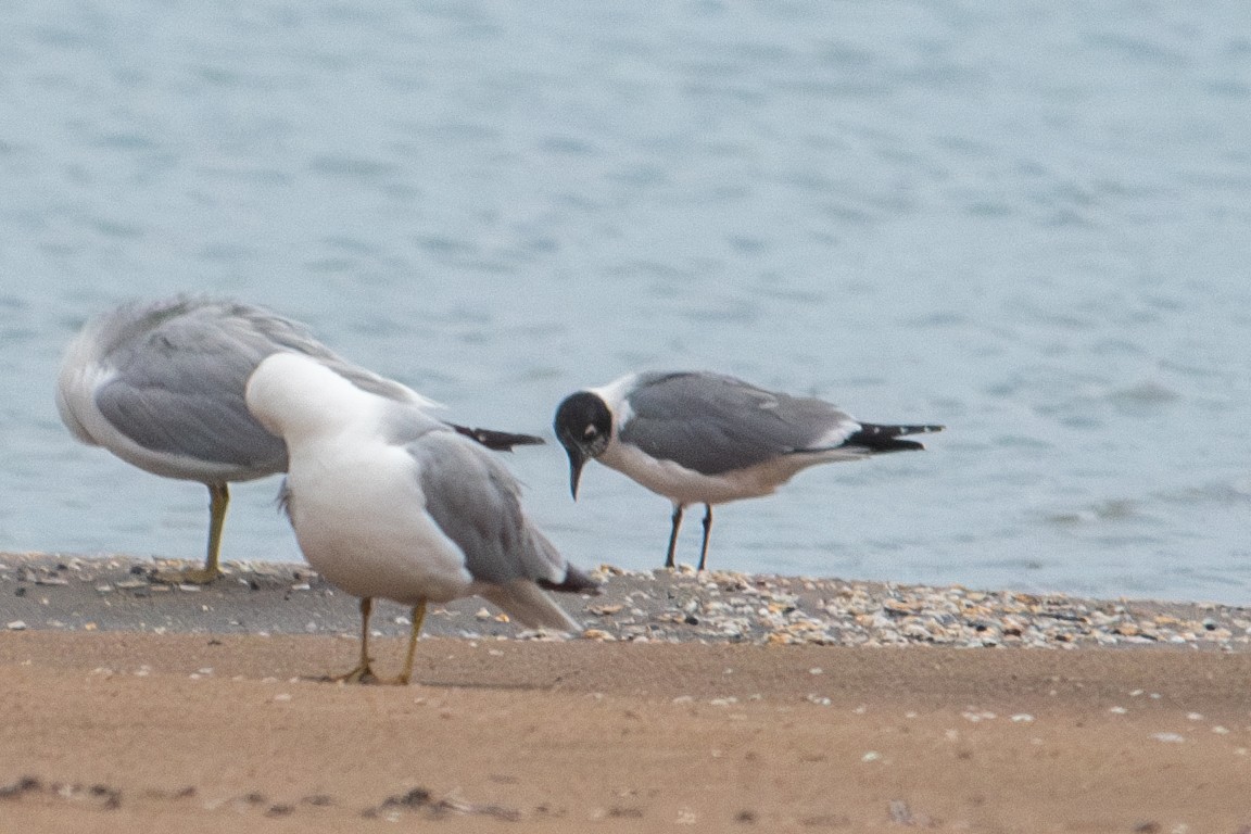 Franklin's Gull - Yixiao Liu