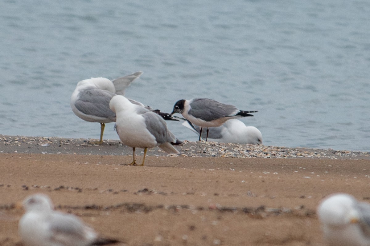 Franklin's Gull - ML619026905