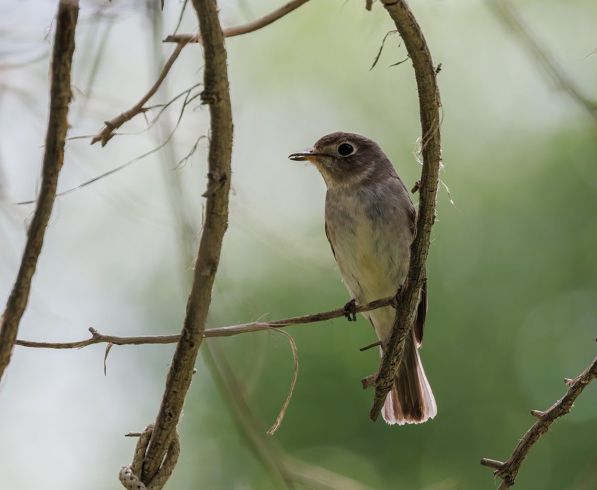 Asian Brown Flycatcher - Mike Edgecombe