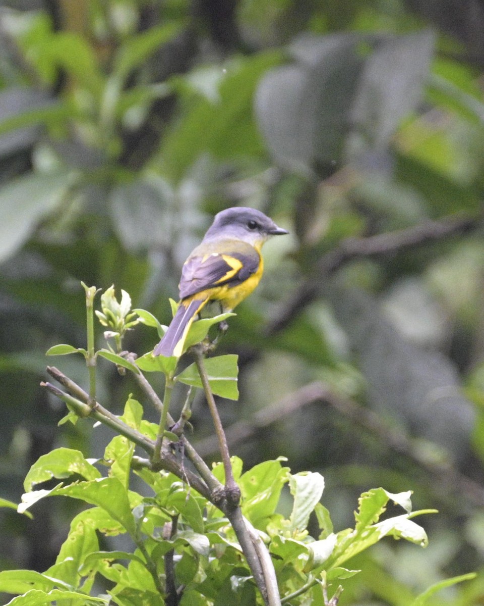 Gray-chinned Minivet - Partha Saradhi Allam