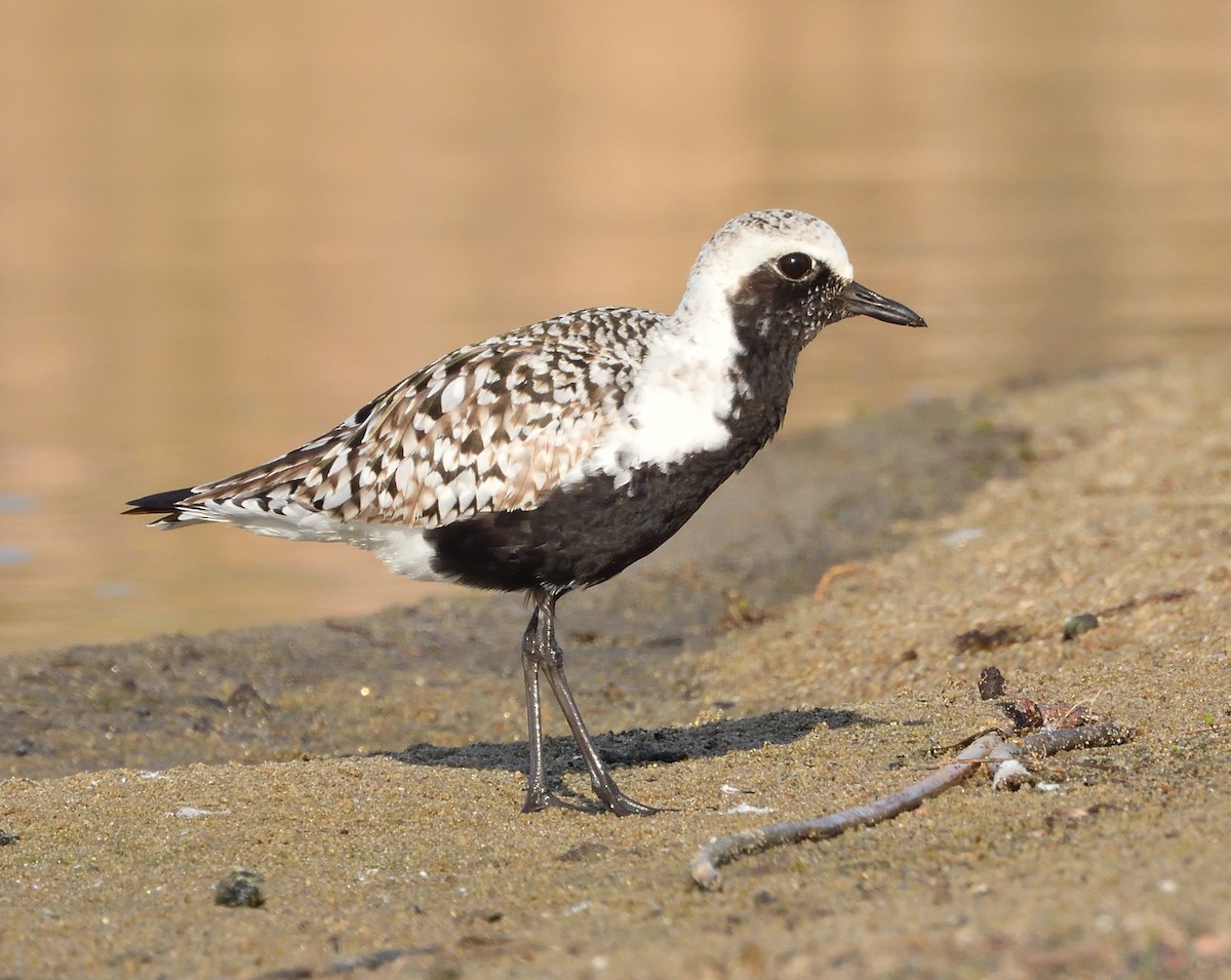 Black-bellied Plover - Grant Hokit