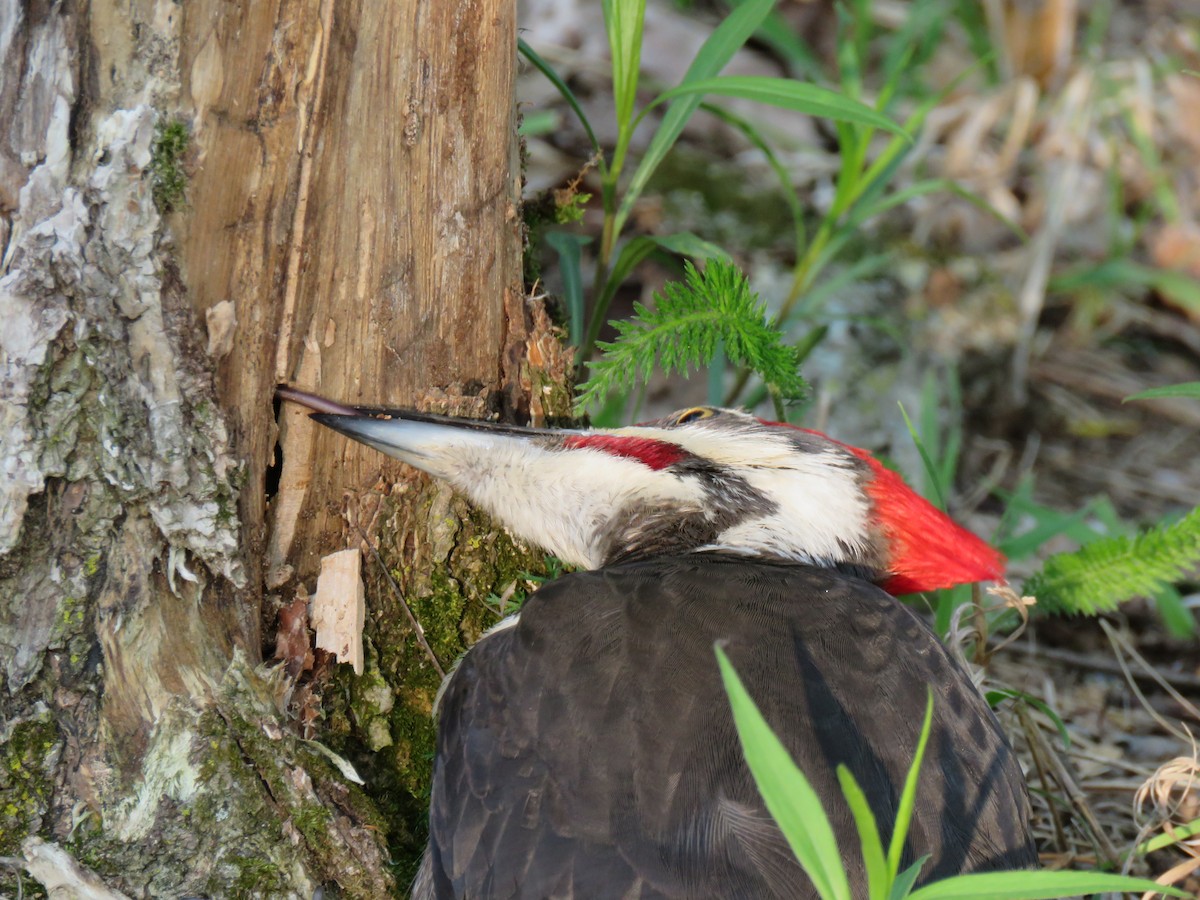 Pileated Woodpecker - Jonah Tamez