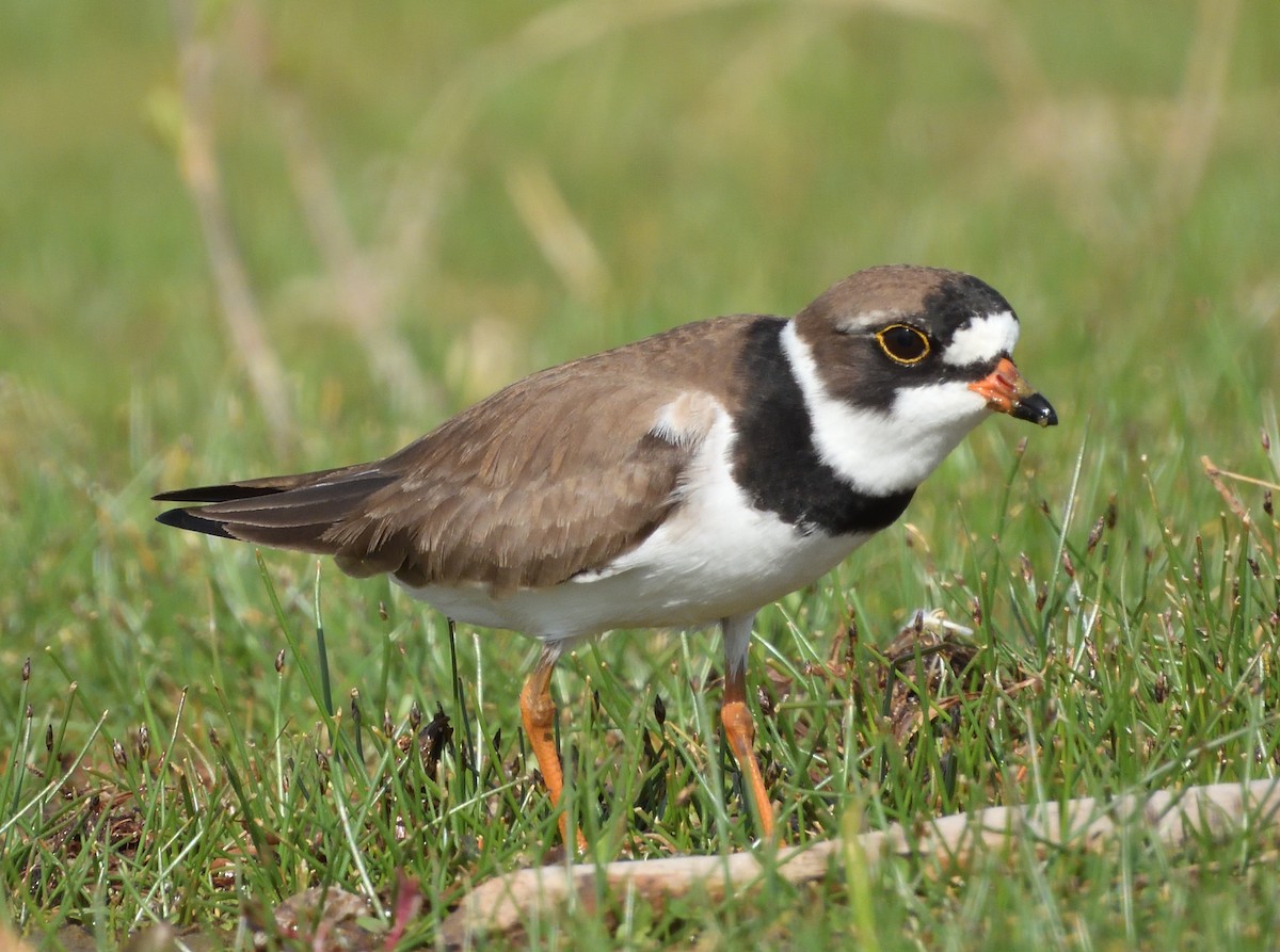 Semipalmated Plover - Grant Hokit