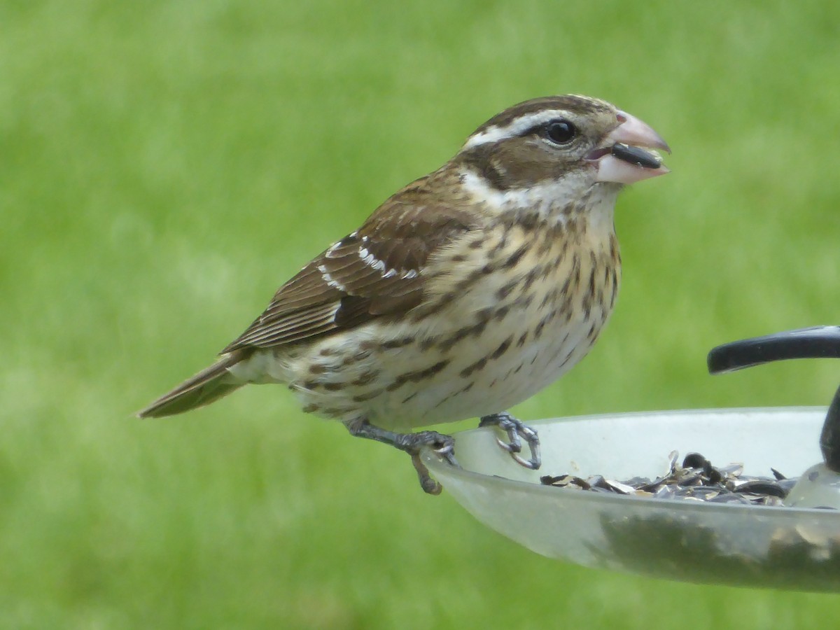 Rose-breasted Grosbeak - Bill Liebl