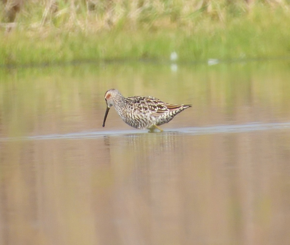 Stilt Sandpiper - ML619027061