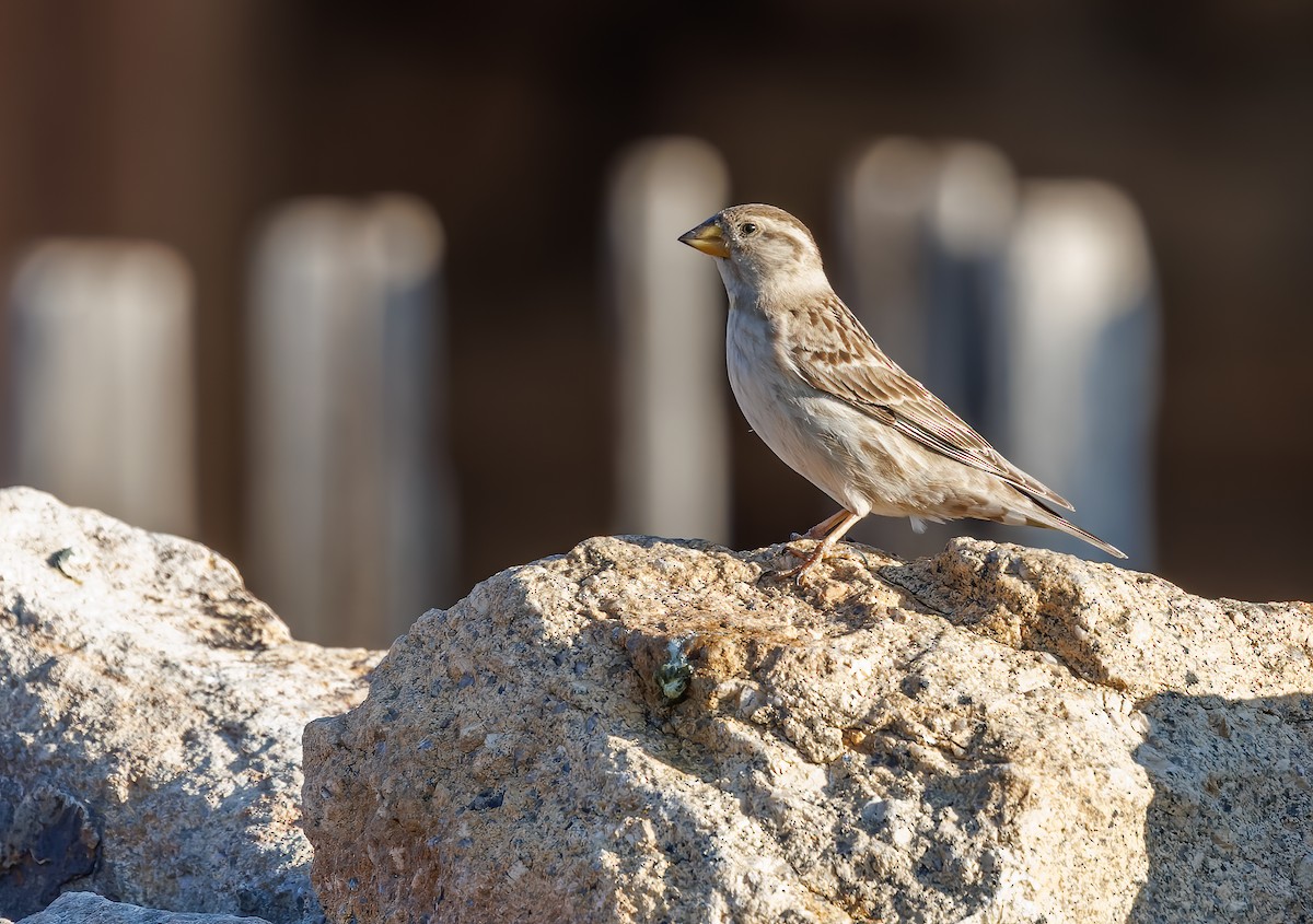 Rock Sparrow - ML619027075