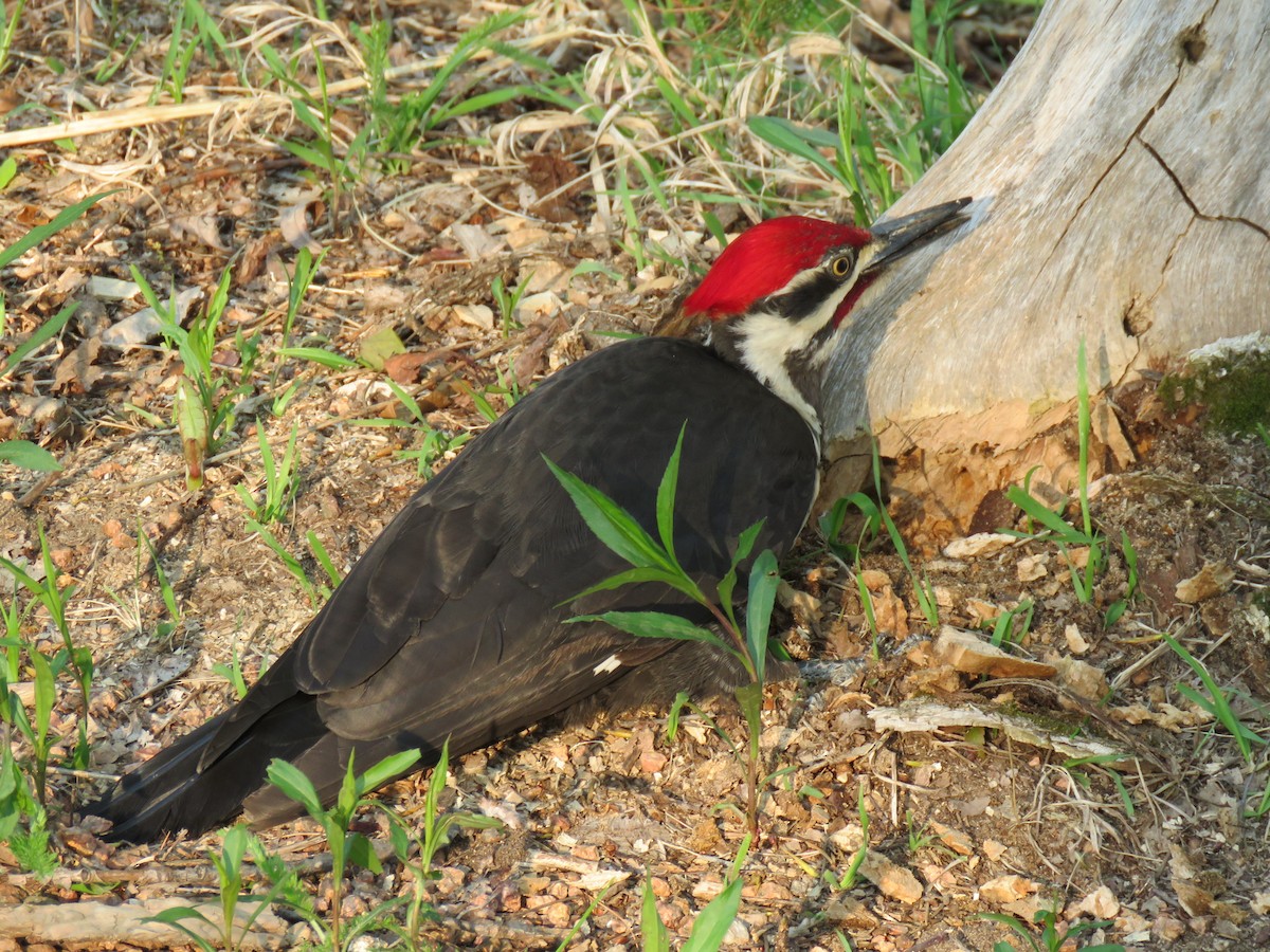 Pileated Woodpecker - Jonah Tamez