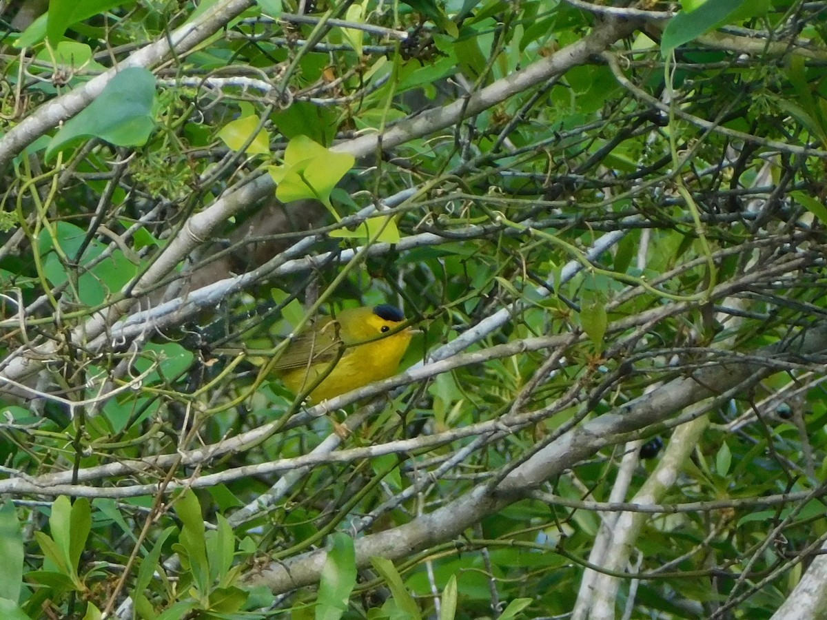 Wilson's Warbler - Matt Anthony