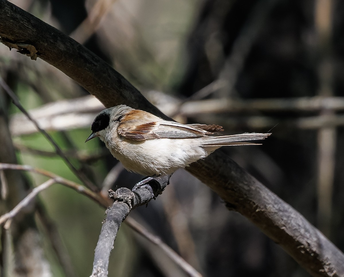 White-crowned Penduline-Tit - Mike Edgecombe