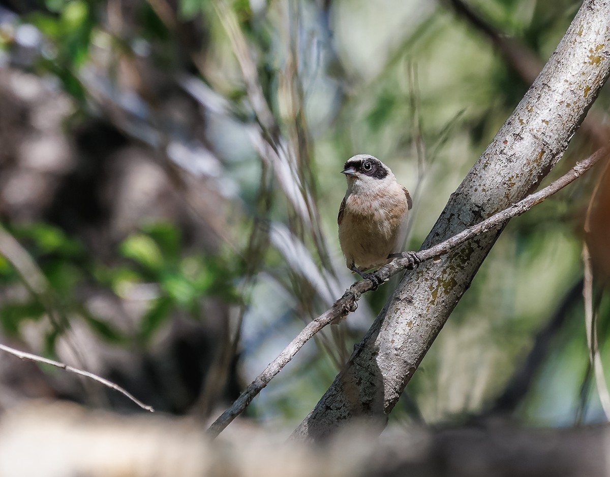 White-crowned Penduline-Tit - Mike Edgecombe