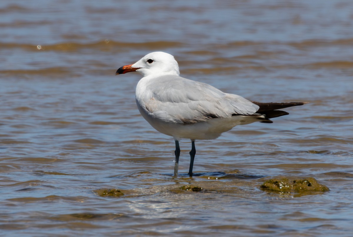 Gaviota de Audouin - ML619027187