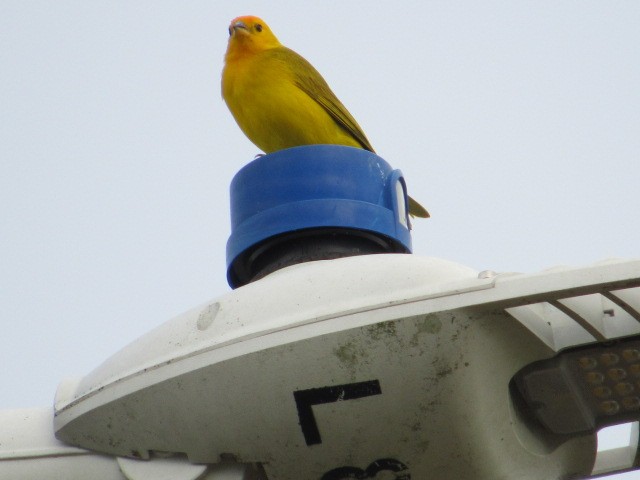 Orange-fronted Yellow-Finch - ML619027188