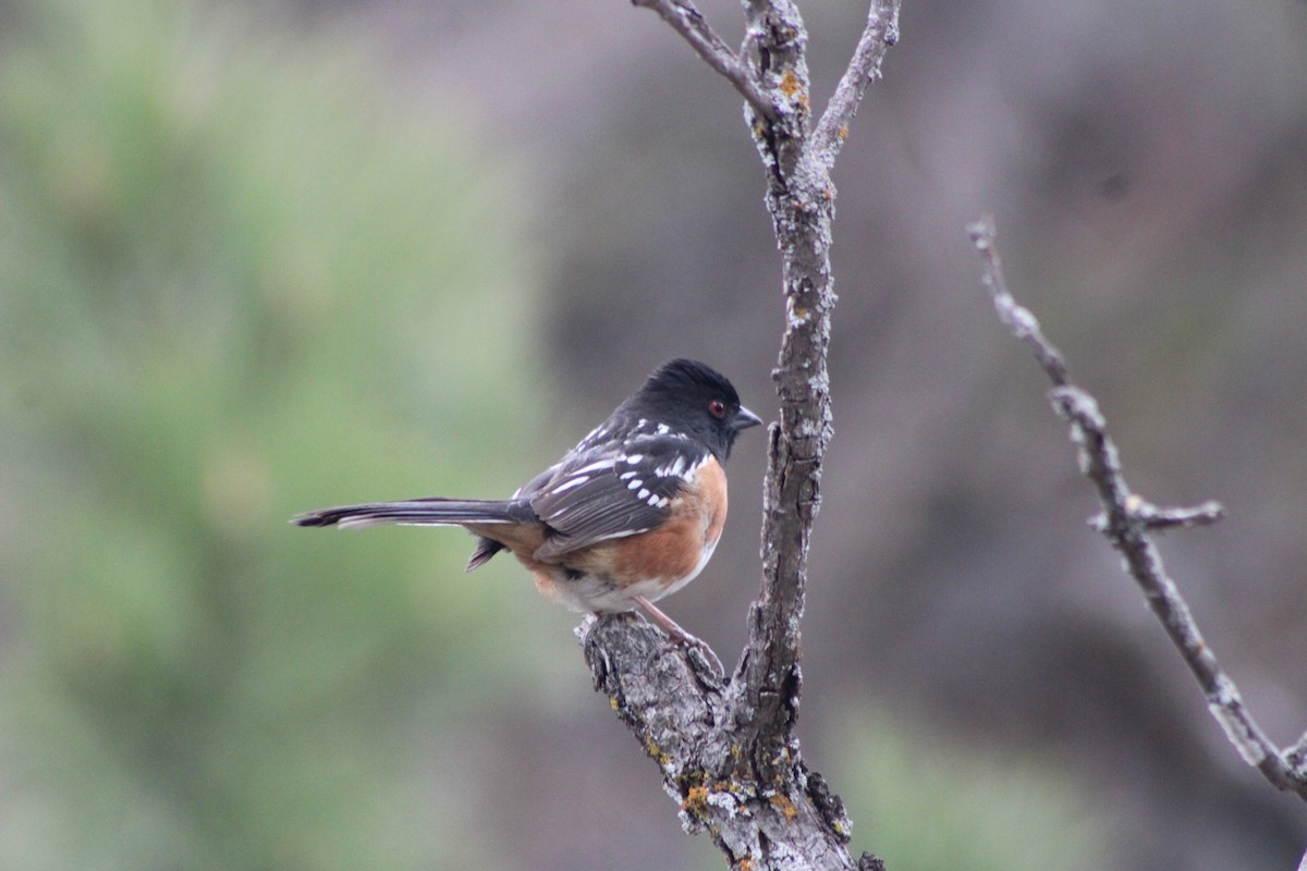 Spotted Towhee - Logan Smith