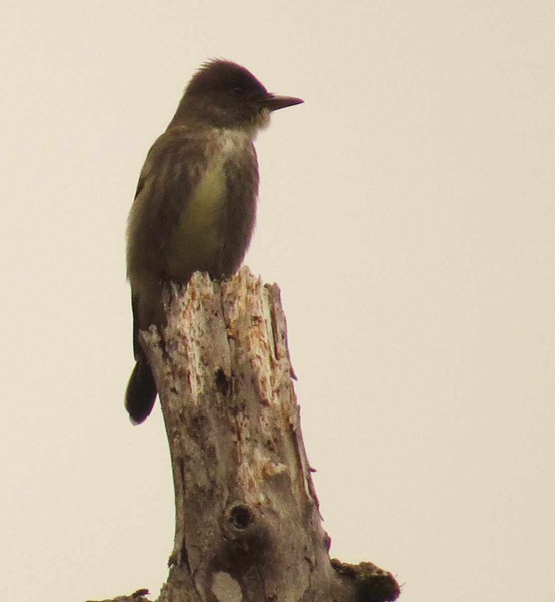 Olive-sided Flycatcher - ML619027251