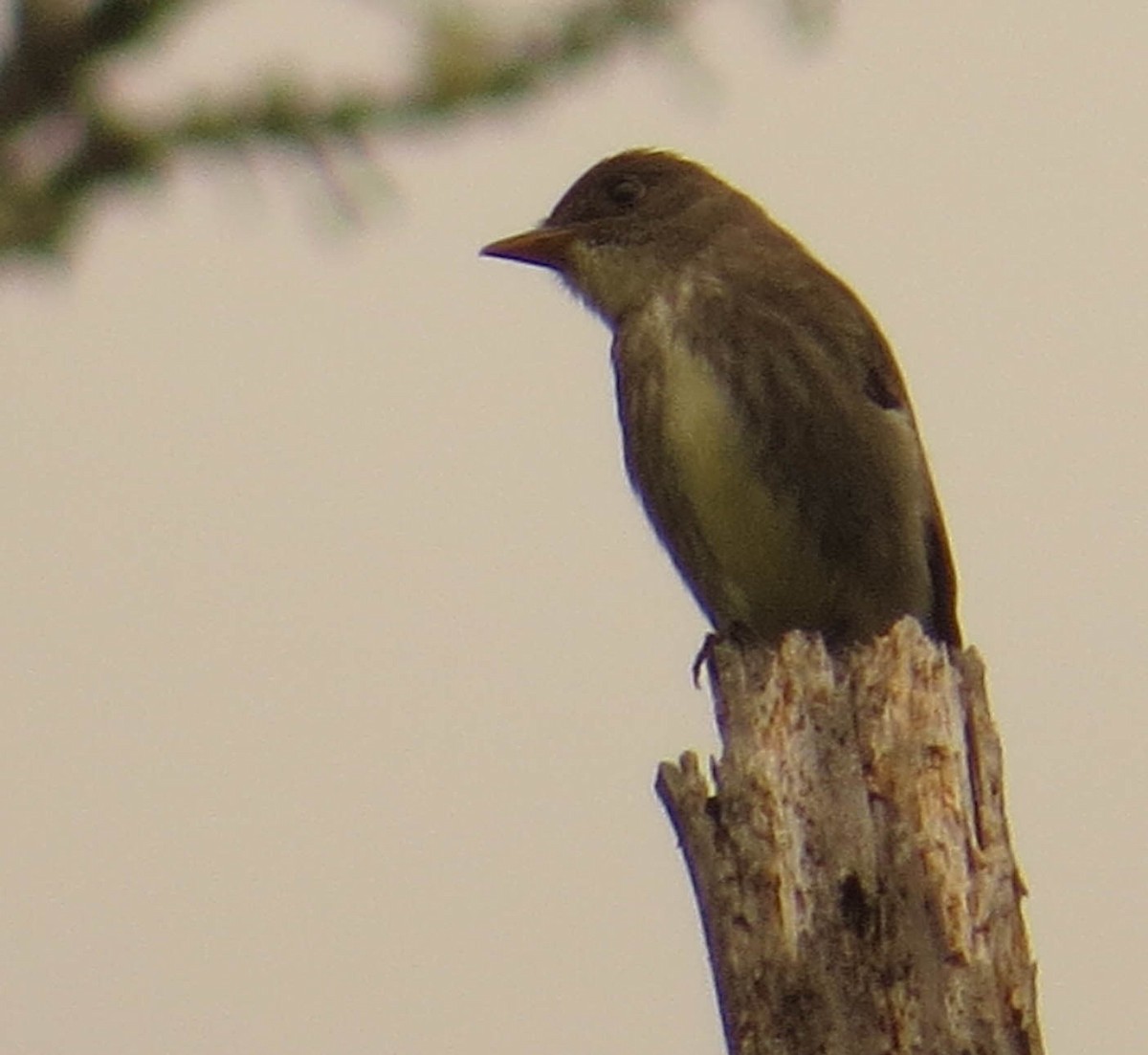 Olive-sided Flycatcher - ML619027252