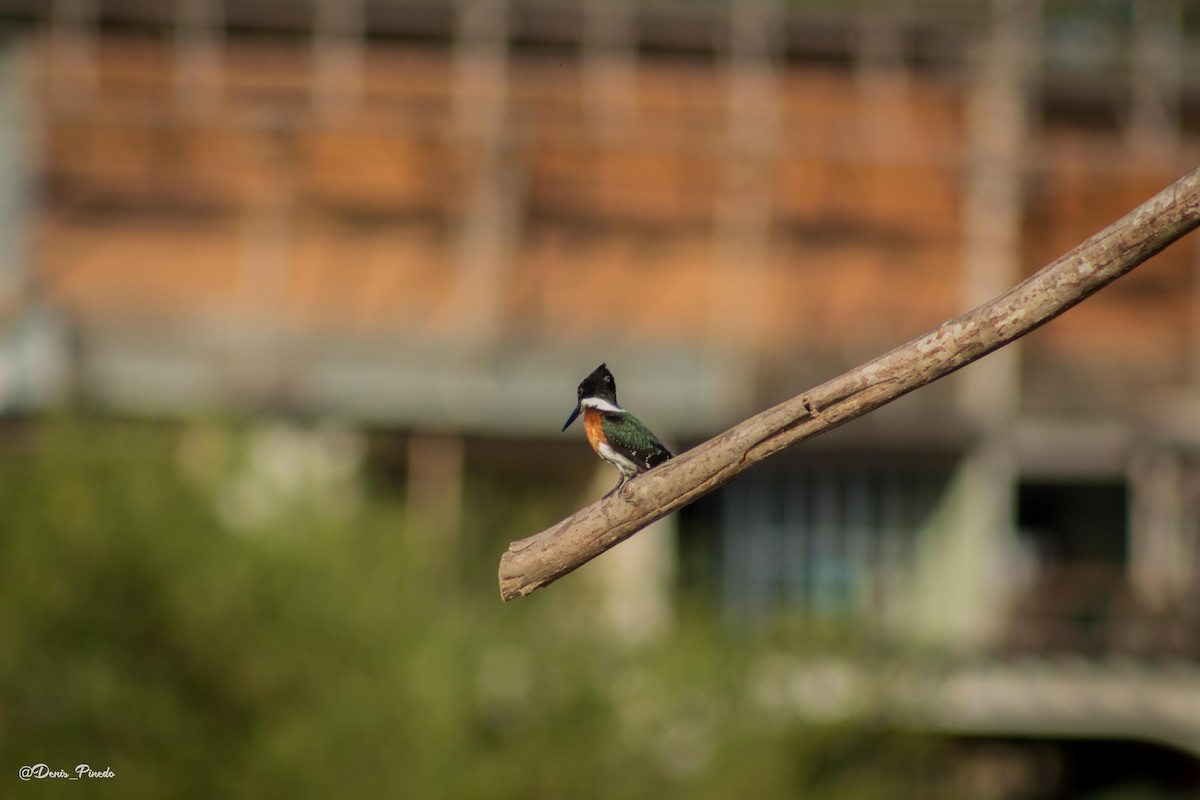 Green Kingfisher - DENIS PINEDO GONZALES