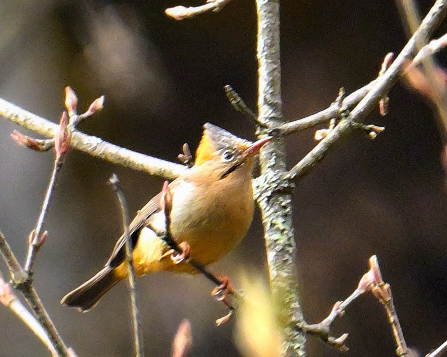 Rufous-vented Tit - Rajesh Gopalan