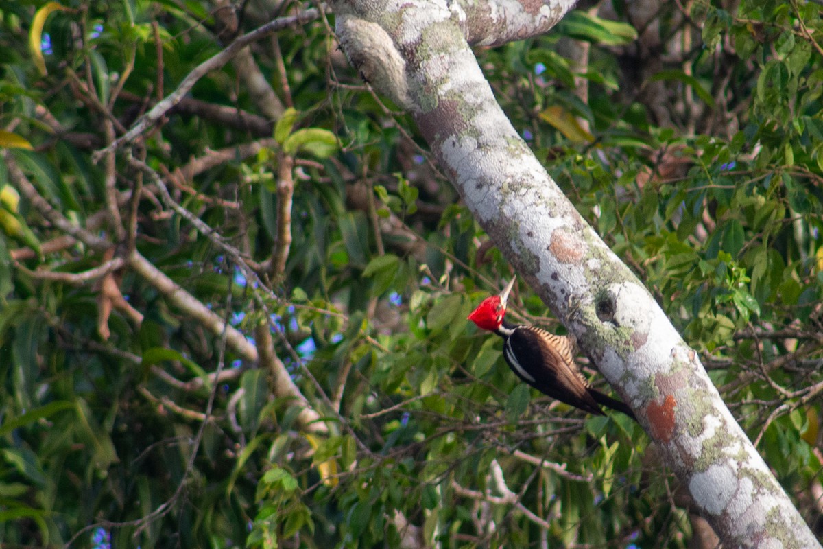 Crimson-crested Woodpecker - DENIS PINEDO GONZALES