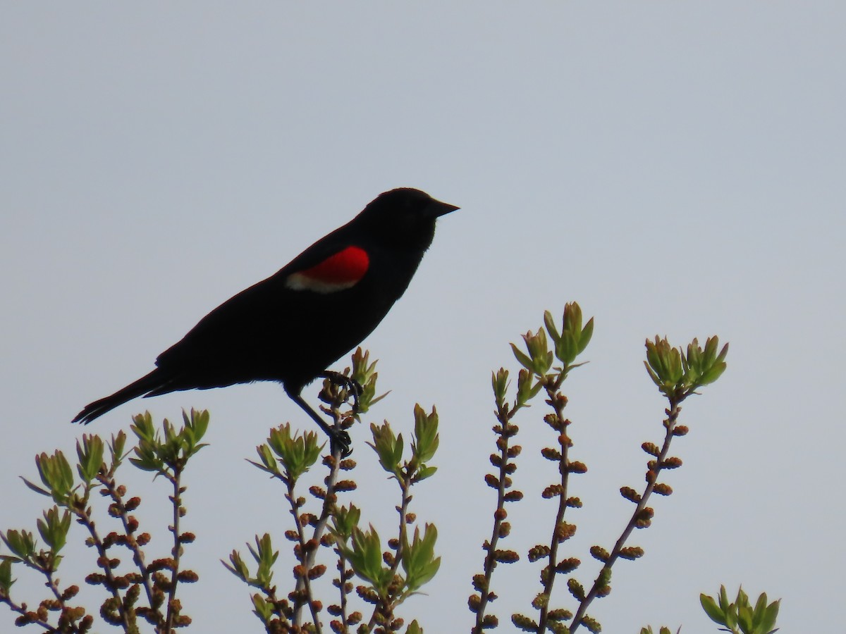 Red-winged Blackbird - Elizabeth Ferber