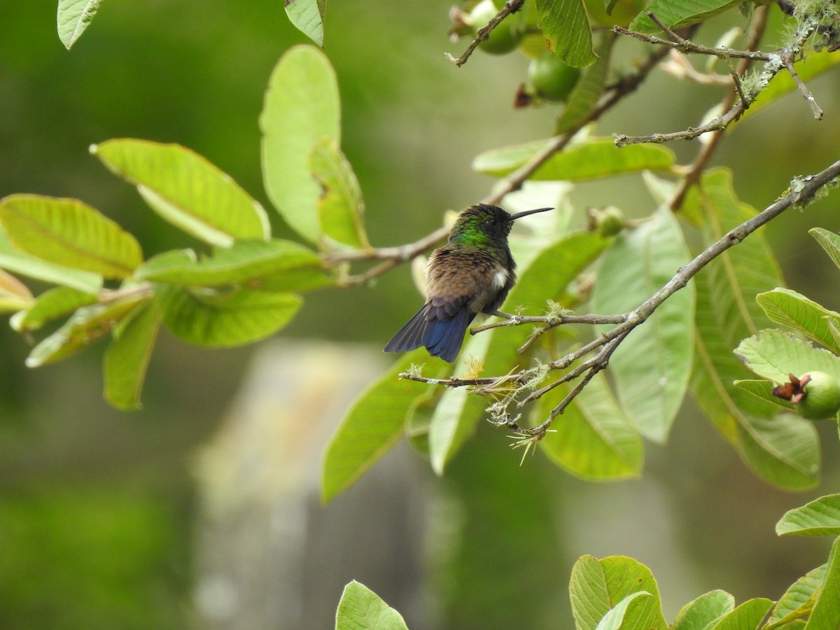 Green-bellied Hummingbird - alexandra rozo