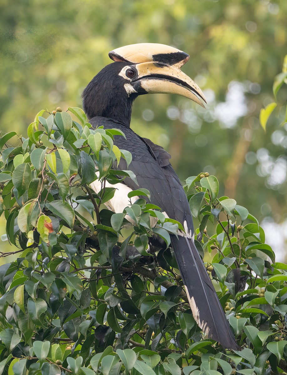 Oriental Pied-Hornbill - James Moore (Maryland)
