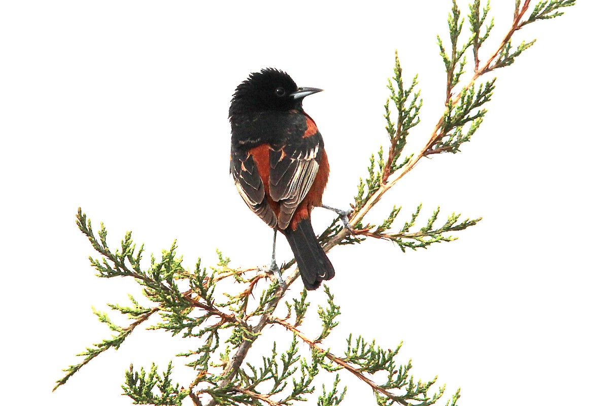 Orchard Oriole - Jeff Baughman