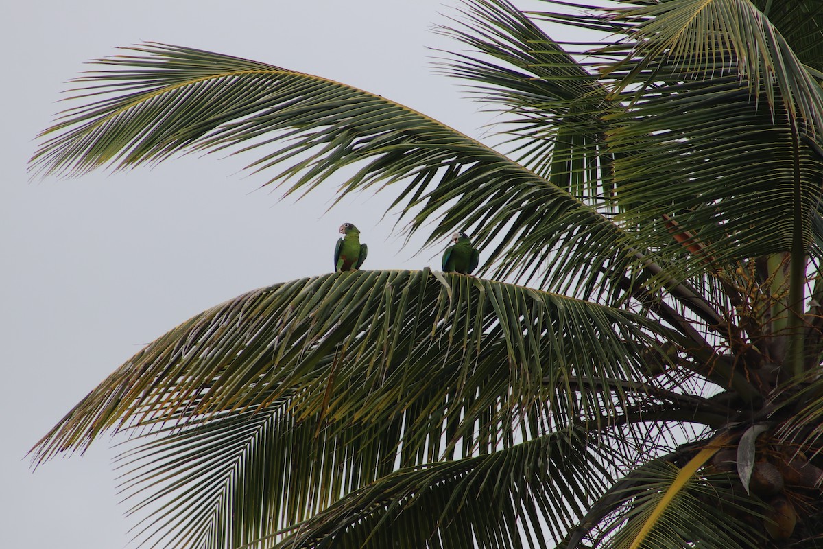 Hispaniolan Parrot - Andrys Gómez
