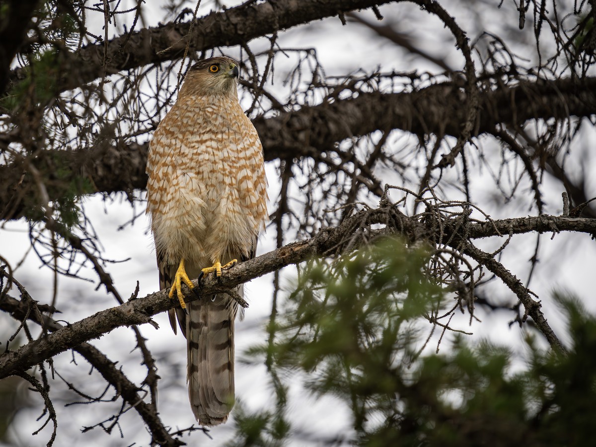 Cooper's Hawk - ML619027356