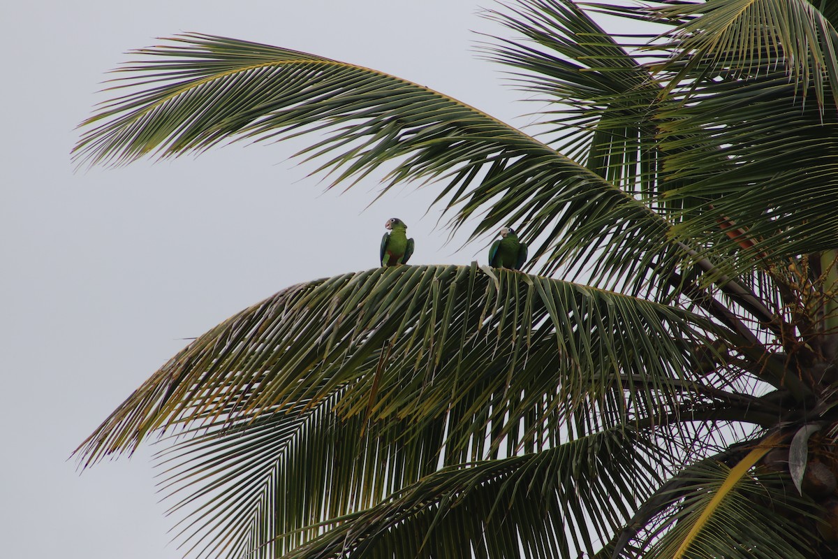 Hispaniolan Parrot - Andrys Gómez