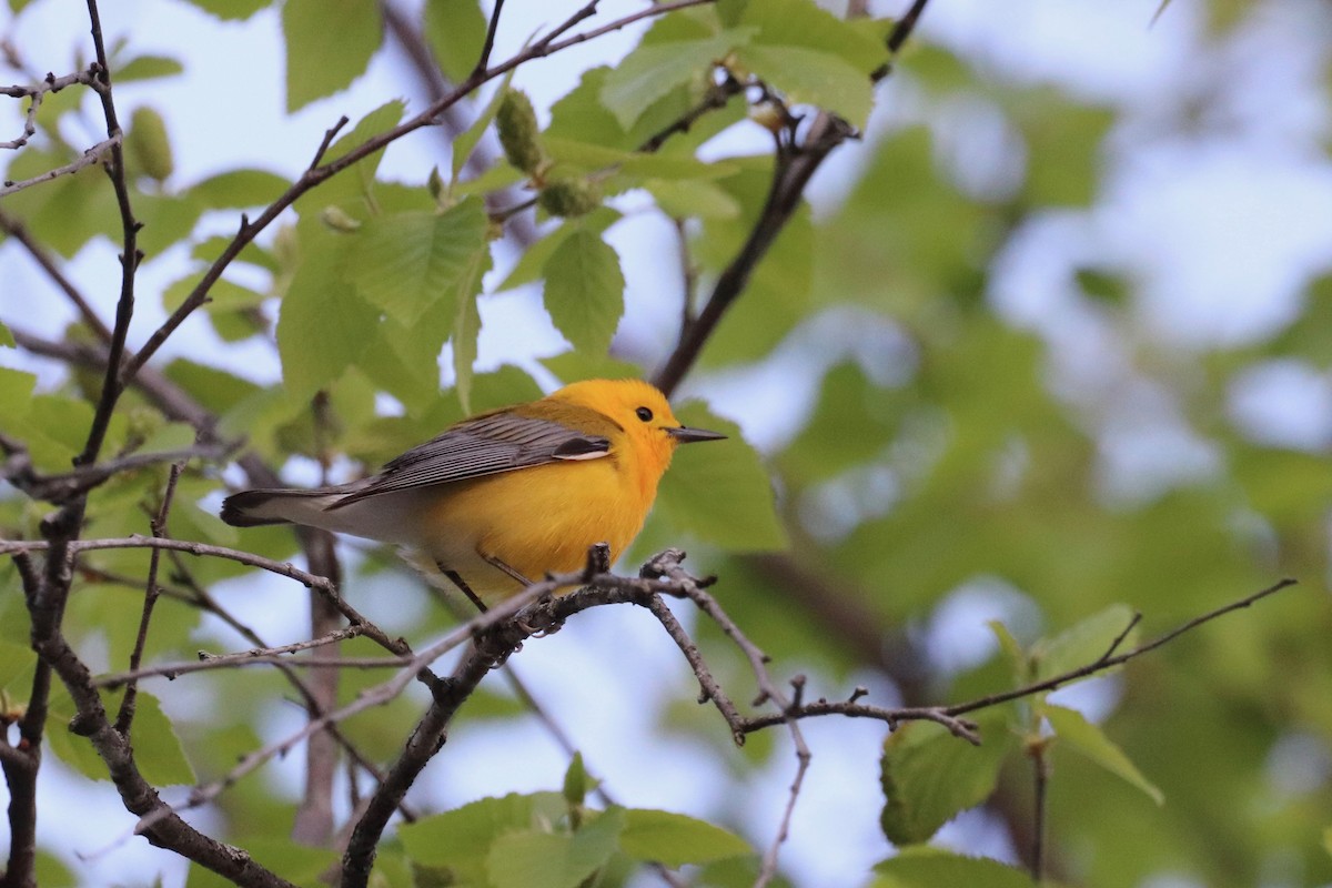 Prothonotary Warbler - Louise Venne