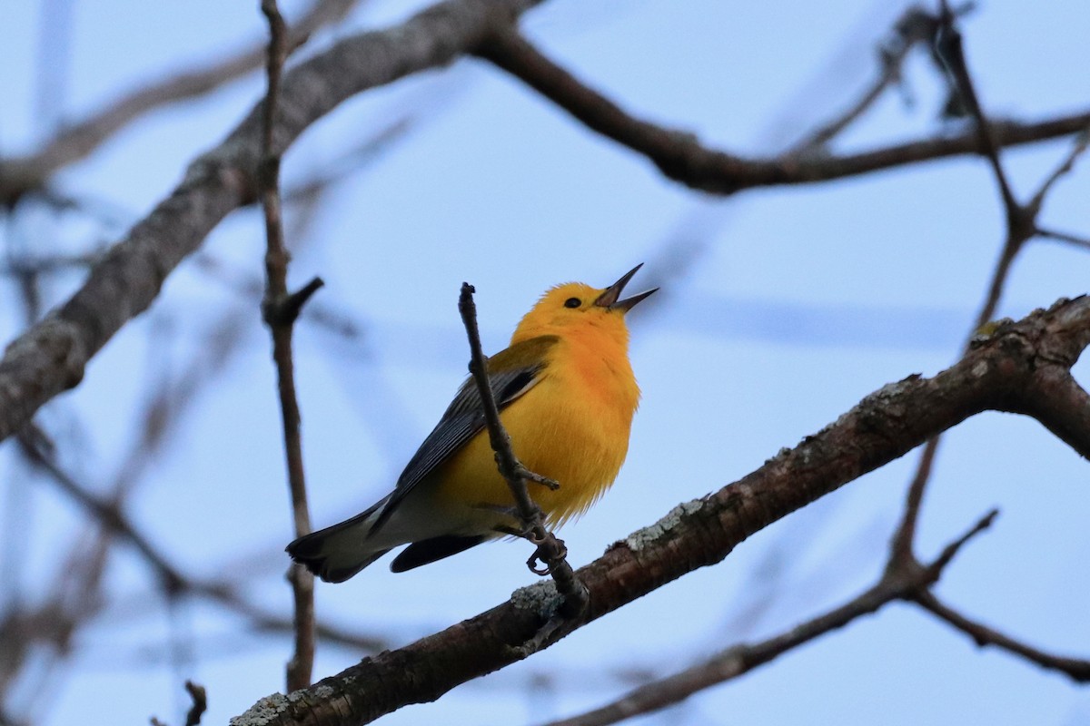 Prothonotary Warbler - Louise Venne