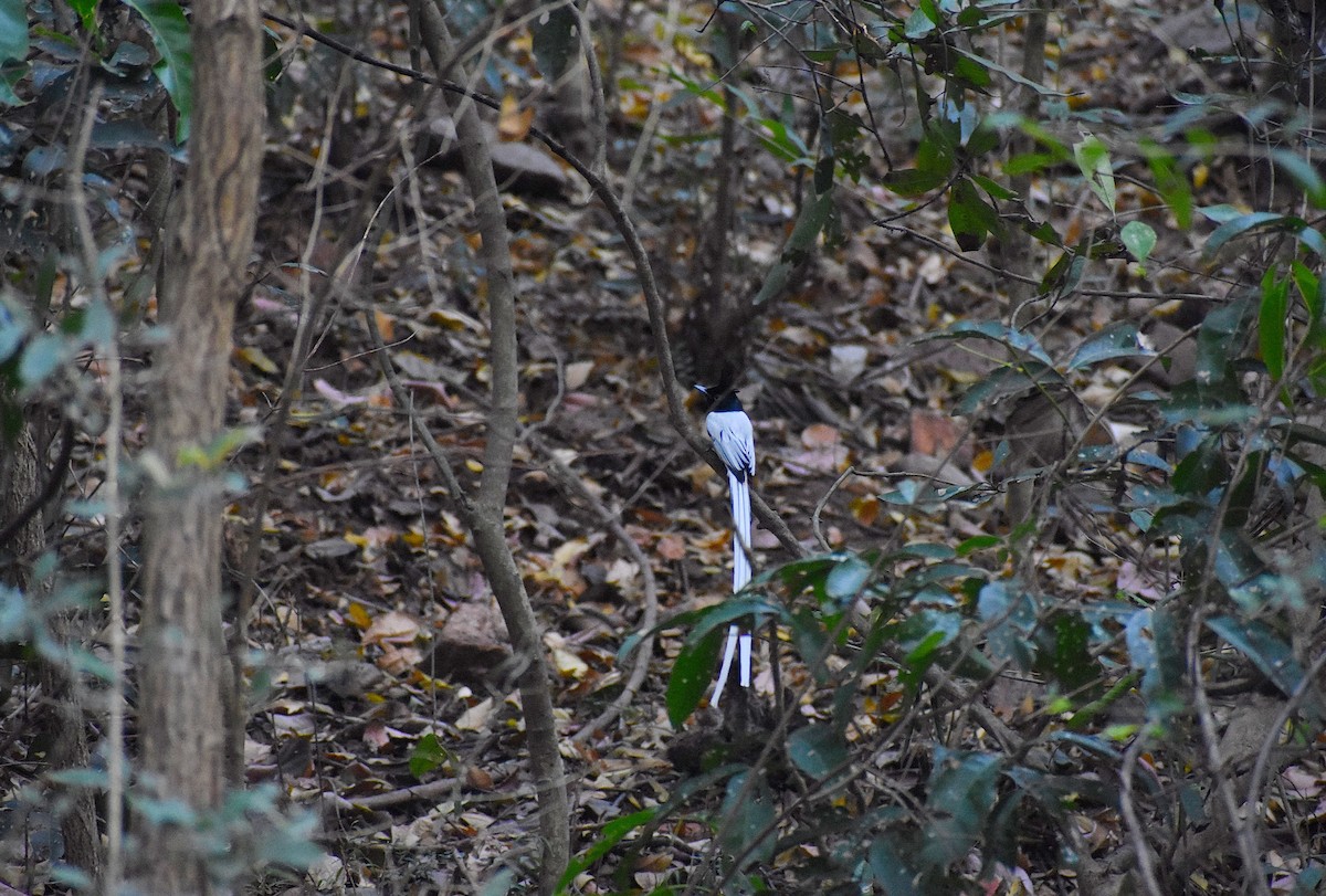 Indian Paradise-Flycatcher - Anand Birdlife