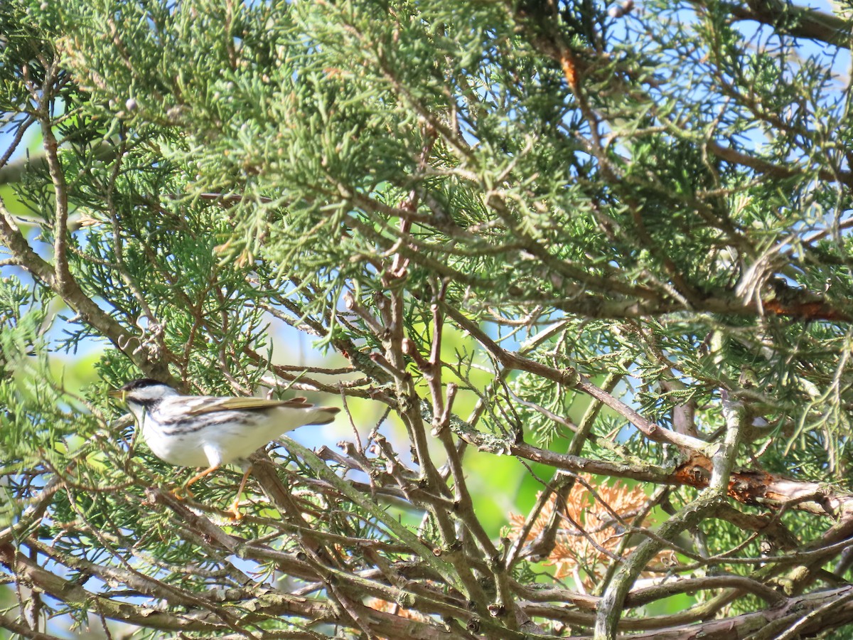 Blackpoll Warbler - ML619027384