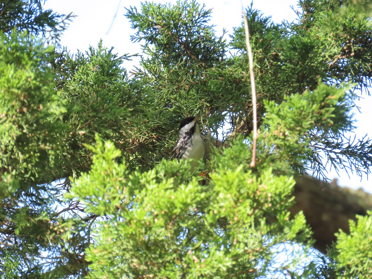 Blackpoll Warbler - ML619027385
