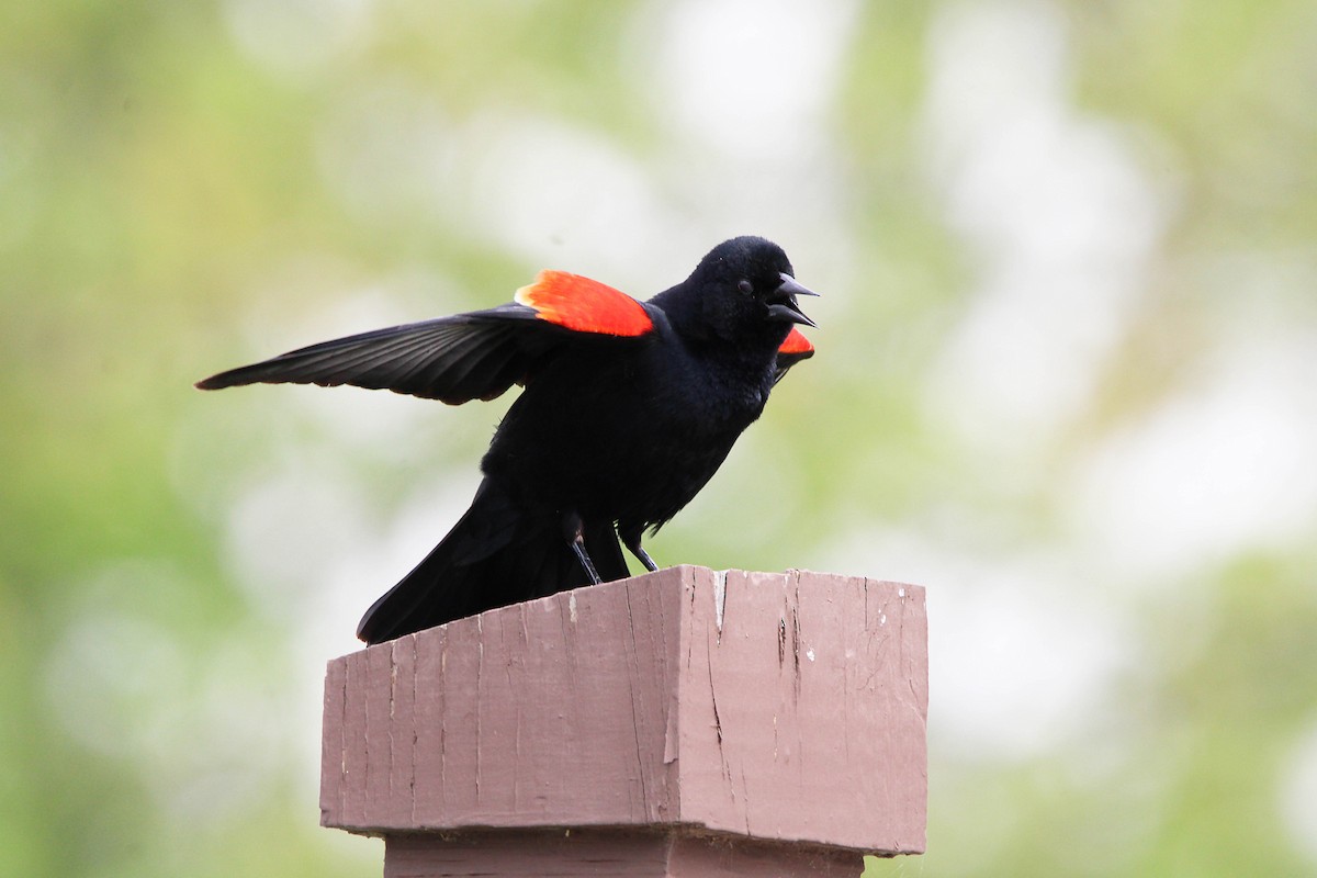 Red-winged Blackbird - Jeff Baughman