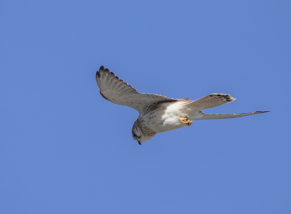 Nankeen Kestrel - Hoeckman's Wildlife