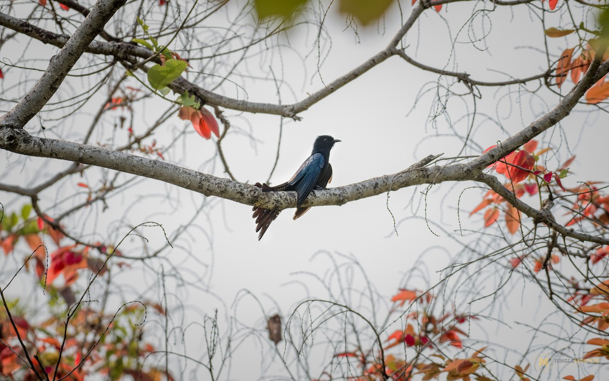 Çatal Kuyruklu Drongo Guguğu - ML619027431