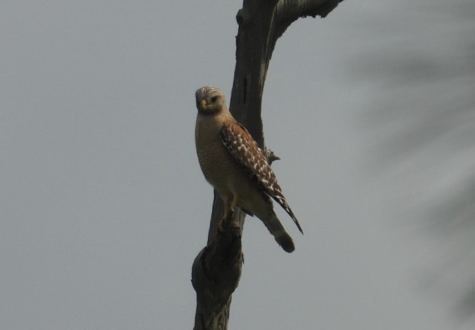 Red-shouldered Hawk - Denise Rychlik