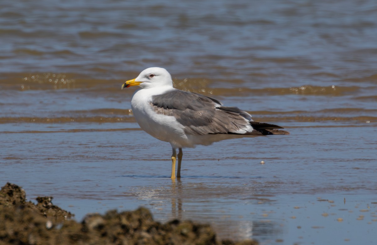 Lesser Black-backed Gull - ML619027443