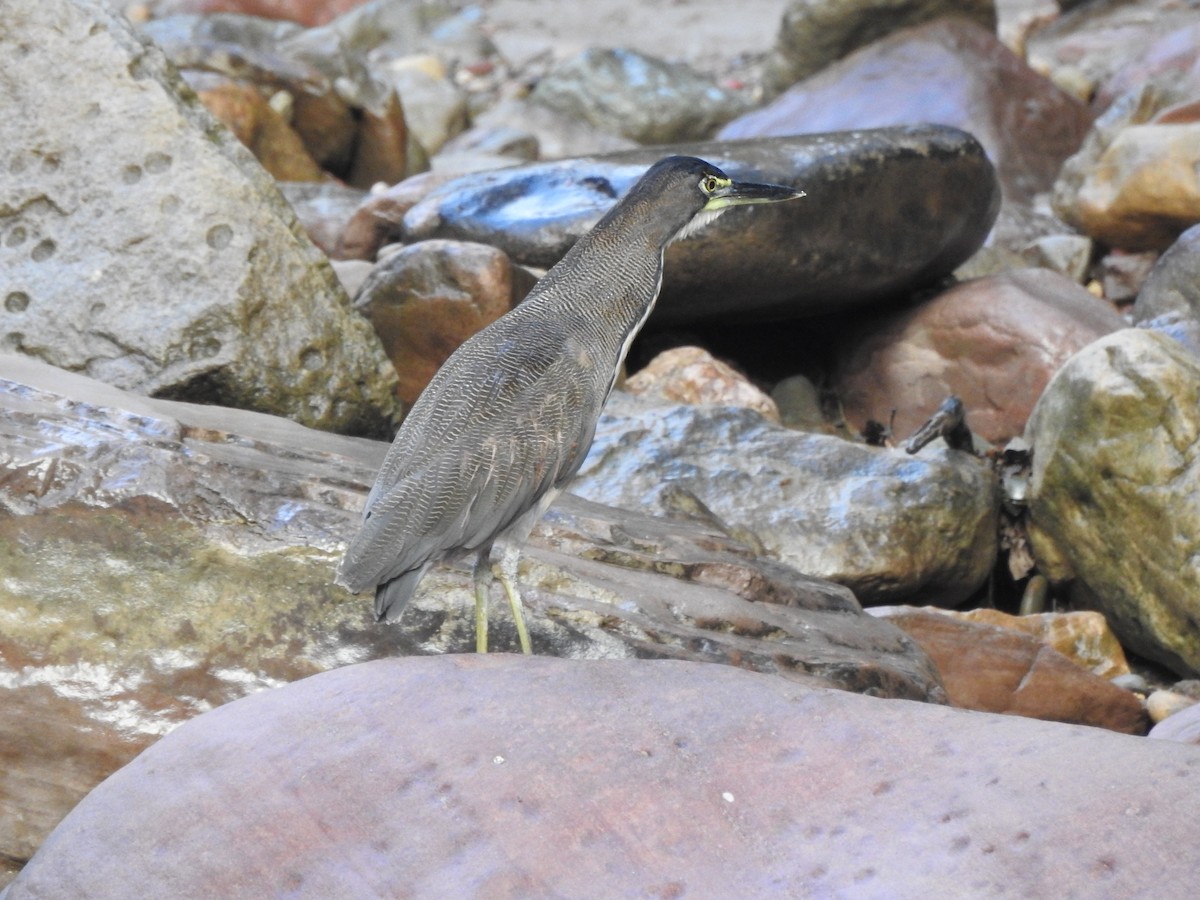 Fasciated Tiger-Heron - Miguel Angel Montenegro Avila