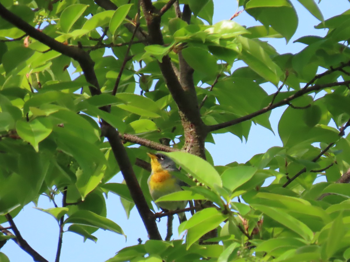 Northern Parula - ML619027471