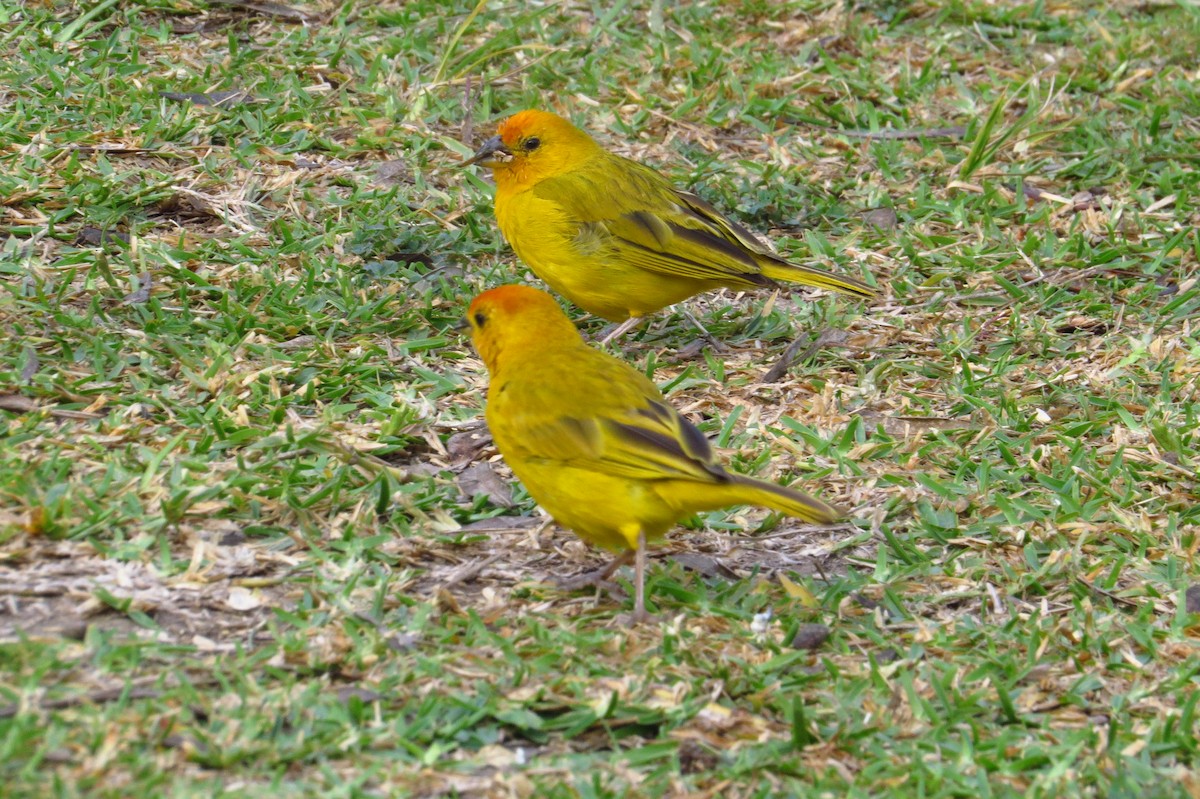 Saffron Finch - ML619027475