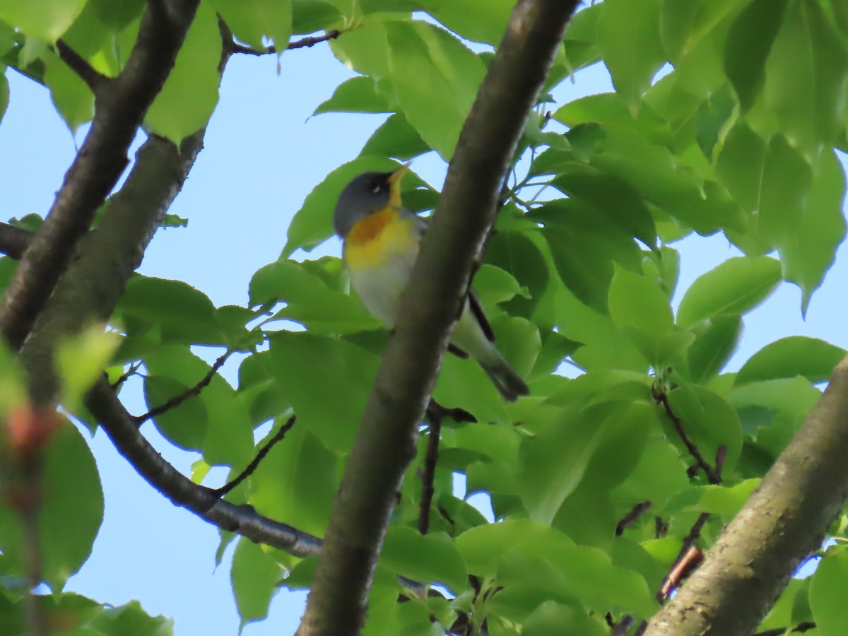 Northern Parula - Elizabeth Ferber