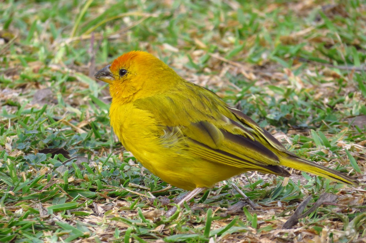 Saffron Finch - ML619027492