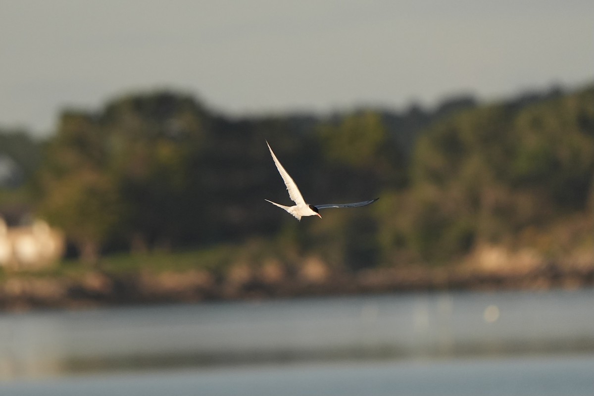 Common Tern - ML619027508