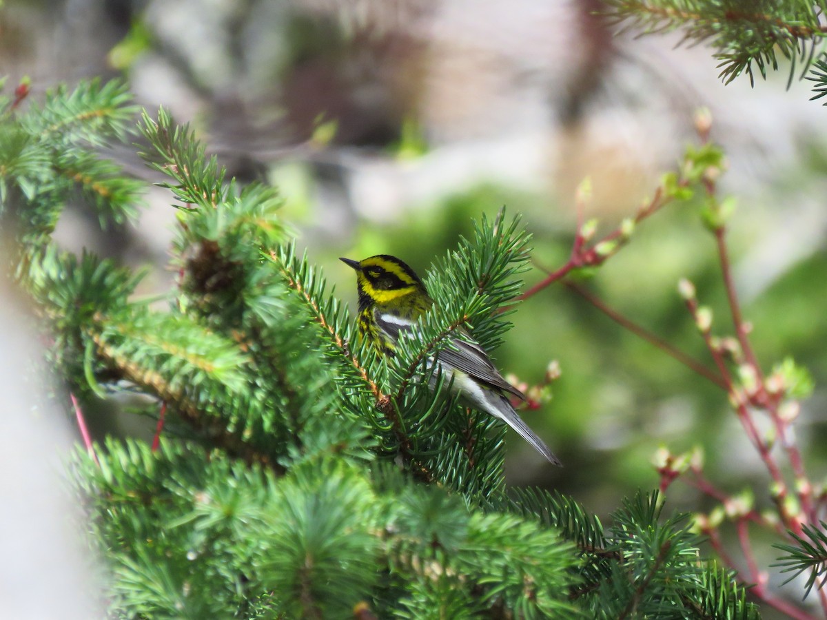 Townsend's Warbler - Ken Orich