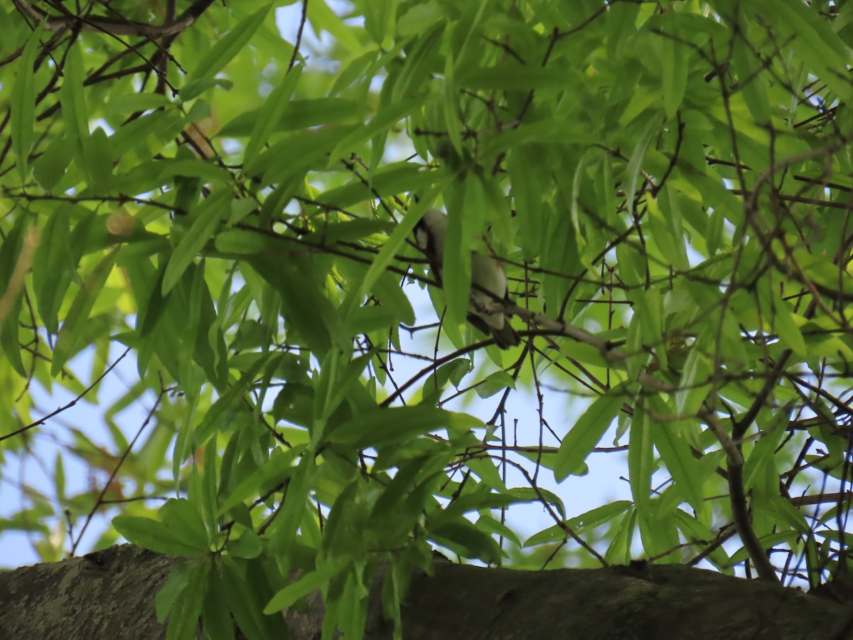 Chestnut-sided Warbler - ML619027514