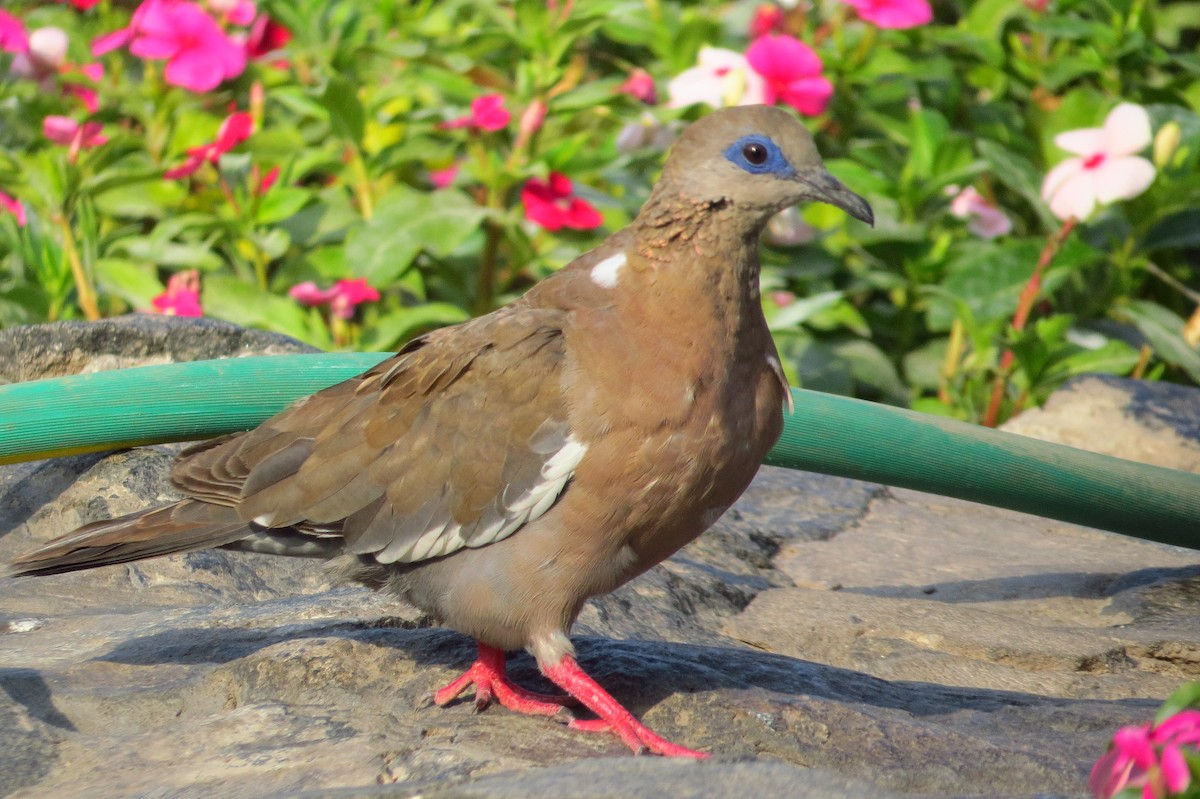 West Peruvian Dove - Gary Prescott