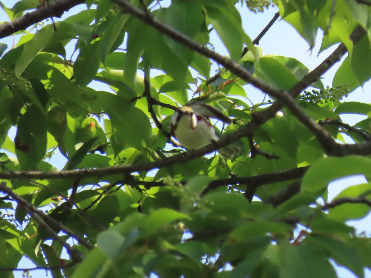 Chestnut-sided Warbler - ML619027524