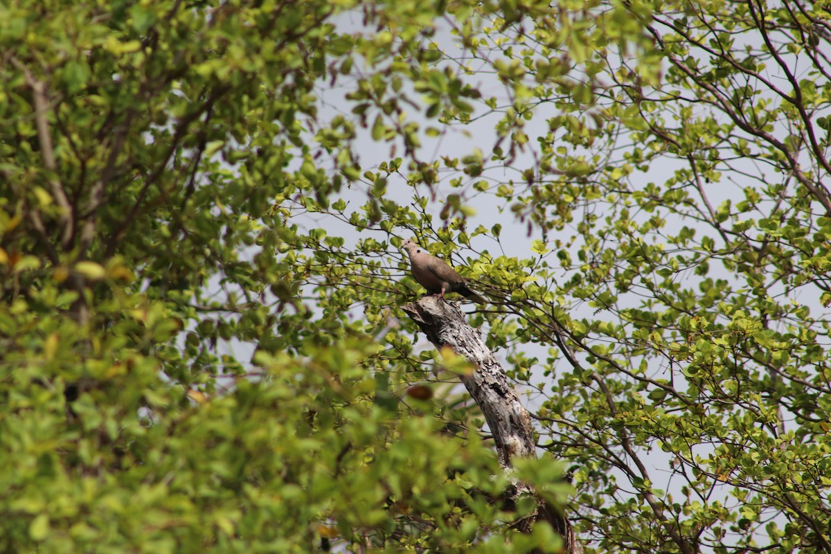 Eurasian Collared-Dove - Andrys Gómez